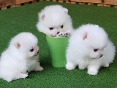 Pomeranian 2 baieti si o fetita disponibili