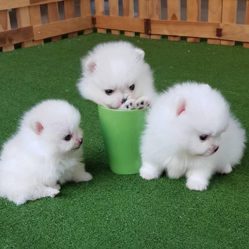 Pomeranian 2 baieti si o fetita disponibili