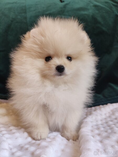Pomeranian 2 baieti si o fetita disponibili