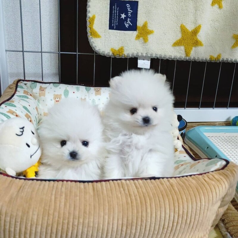 Pomeranian 2 baieti si o fetita disponibili