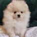 Pomeranian 2 baieti si o fetita disponibili